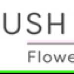 Blush Petals Profile Picture