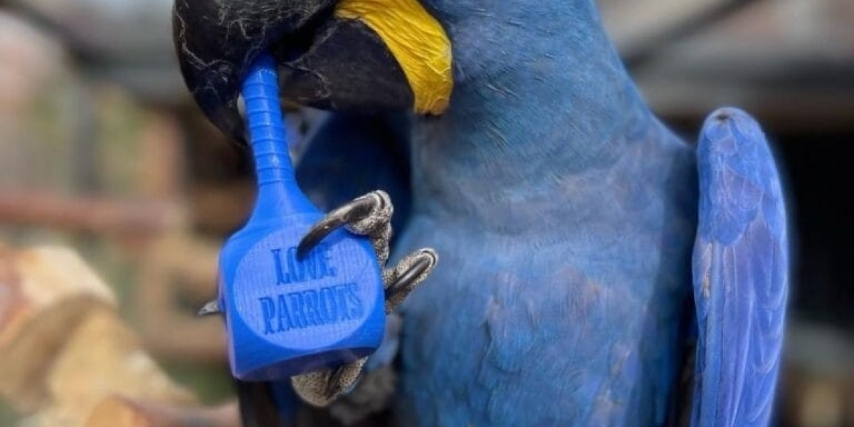 10 Quick Tips About Cleo Female Macaws For Sale